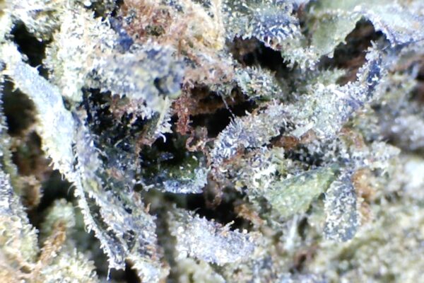 Gelato-41  by: Humboldt farms - Image 6
